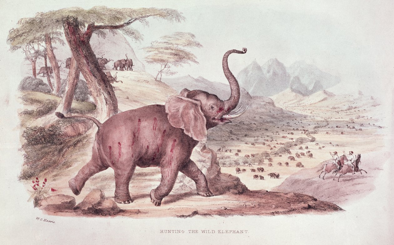 صيد الفيل البري ، رسم توضيحي من "الرياضات البرية في جنوب إفريقيا" بقلم دبليو سي هاريس ، 1841 بواسطة وليام كورنواليس هاريس