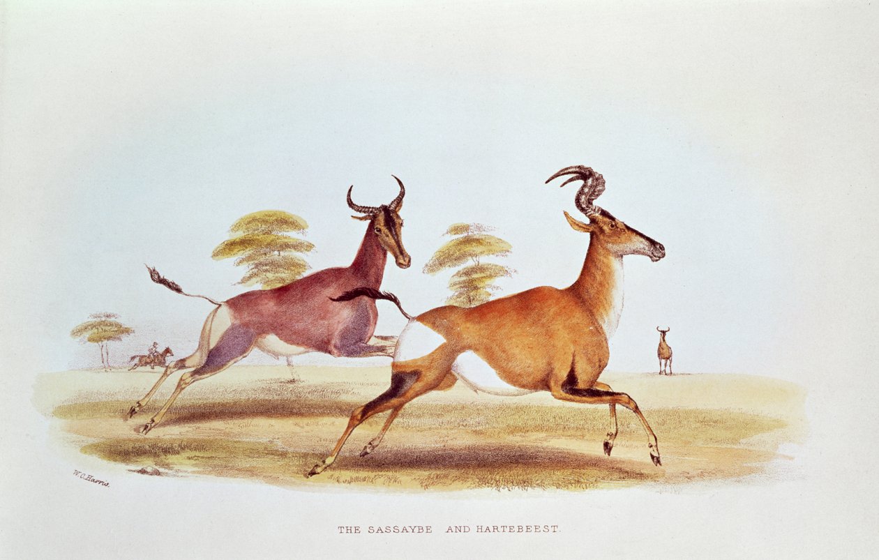 The Sassaybe and the Hartebeest ، توضيح من "Wild Sports of South Africa" ، بقلم دبليو سي هاريس ، ١٨٤١ بواسطة وليام كورنواليس هاريس