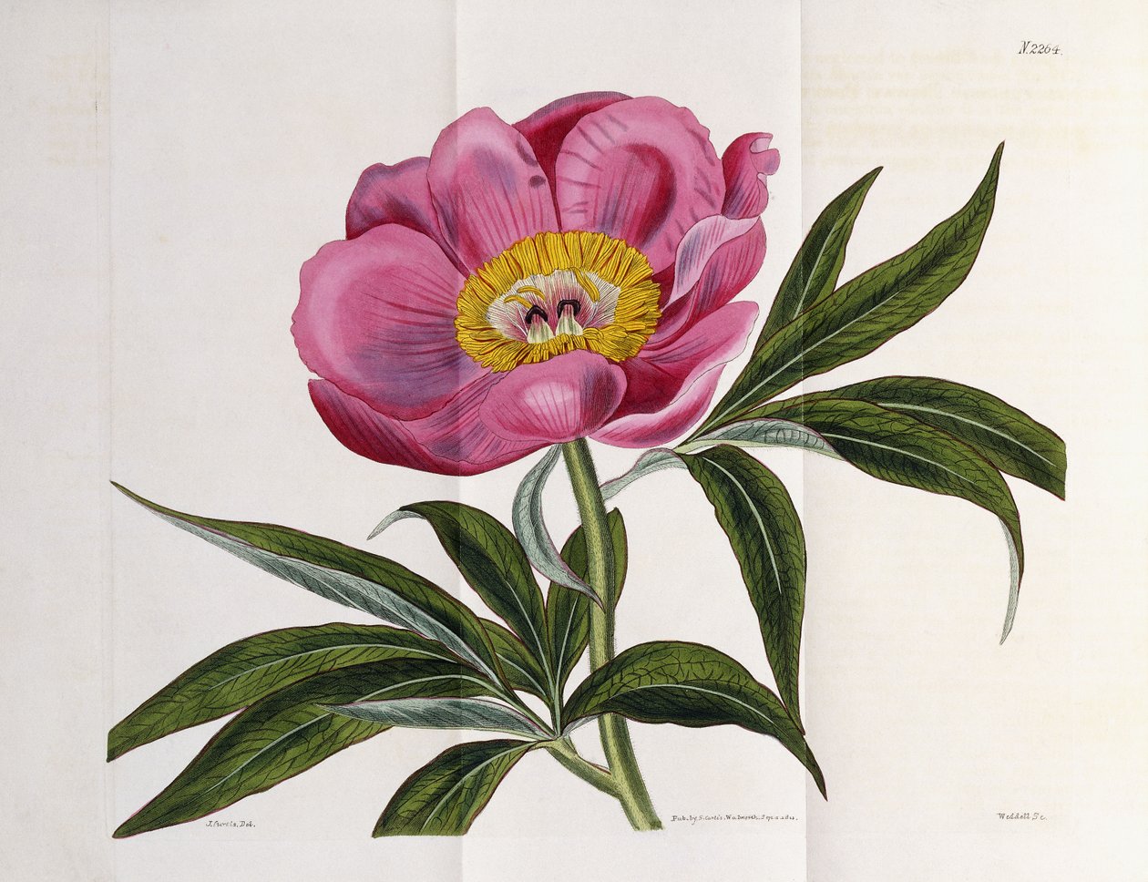 رسم توضيحي ، العدد 2264 ، من "المجلة النباتية" ، 1787-1826 بواسطة وليام كيرتس