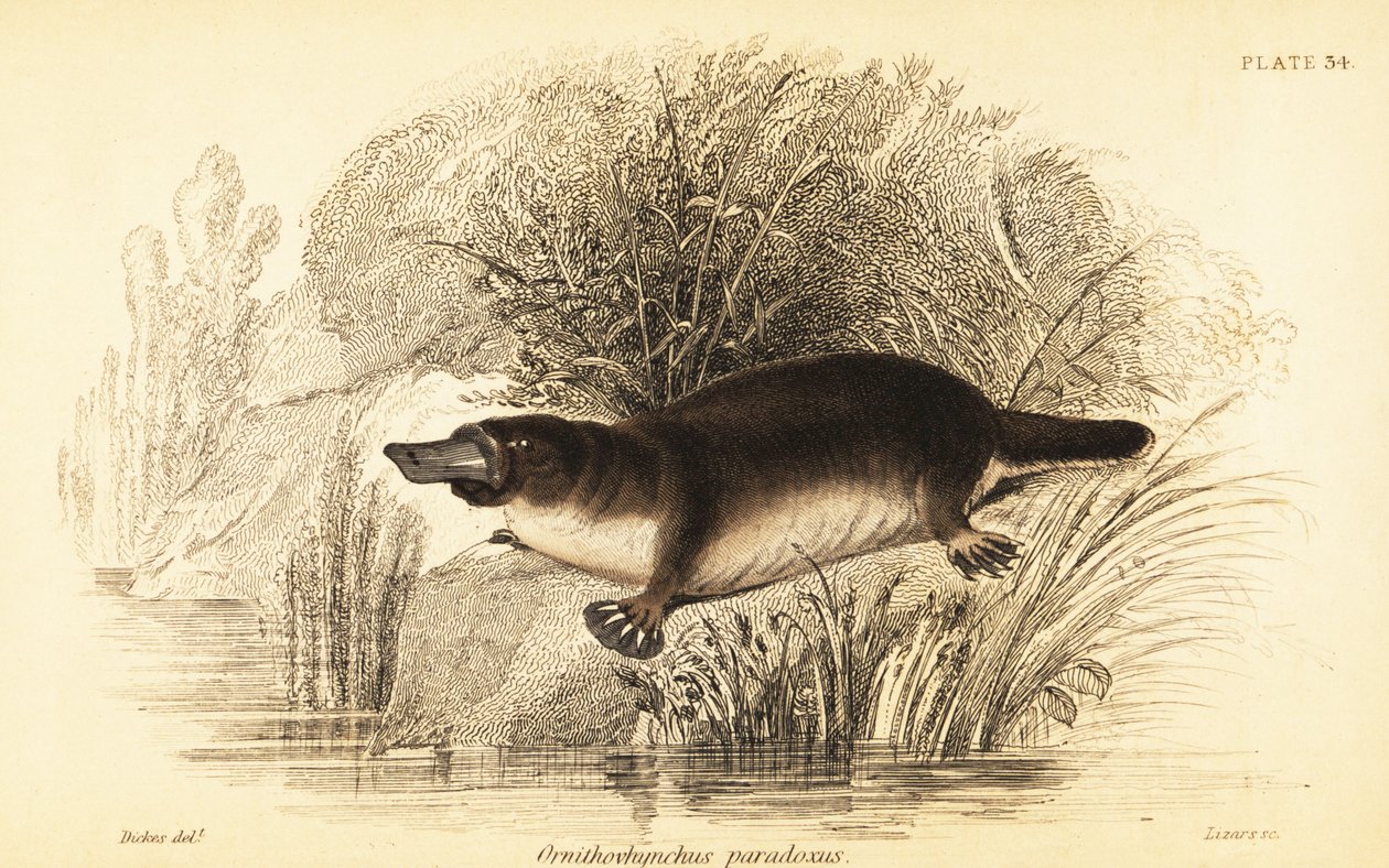 خلد الماء ، Ornithorhynchus anatinus. ، 1841 (نقش) بواسطة وليام ديكس