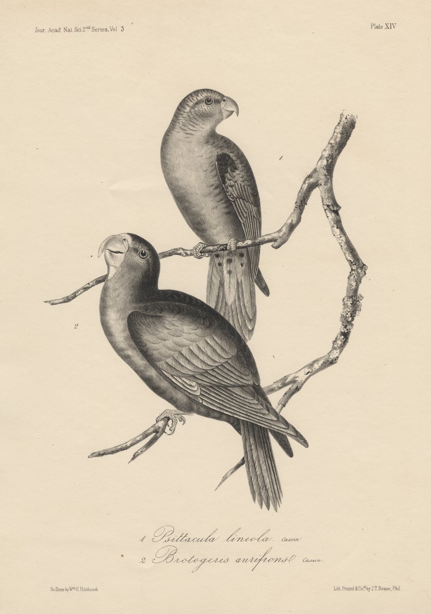 1. Psittacula lineola و 2. Brotogeris aurifrons ، litho بواسطة JT Bowen ، 1850 بواسطة وليام إي. هيتشكوك