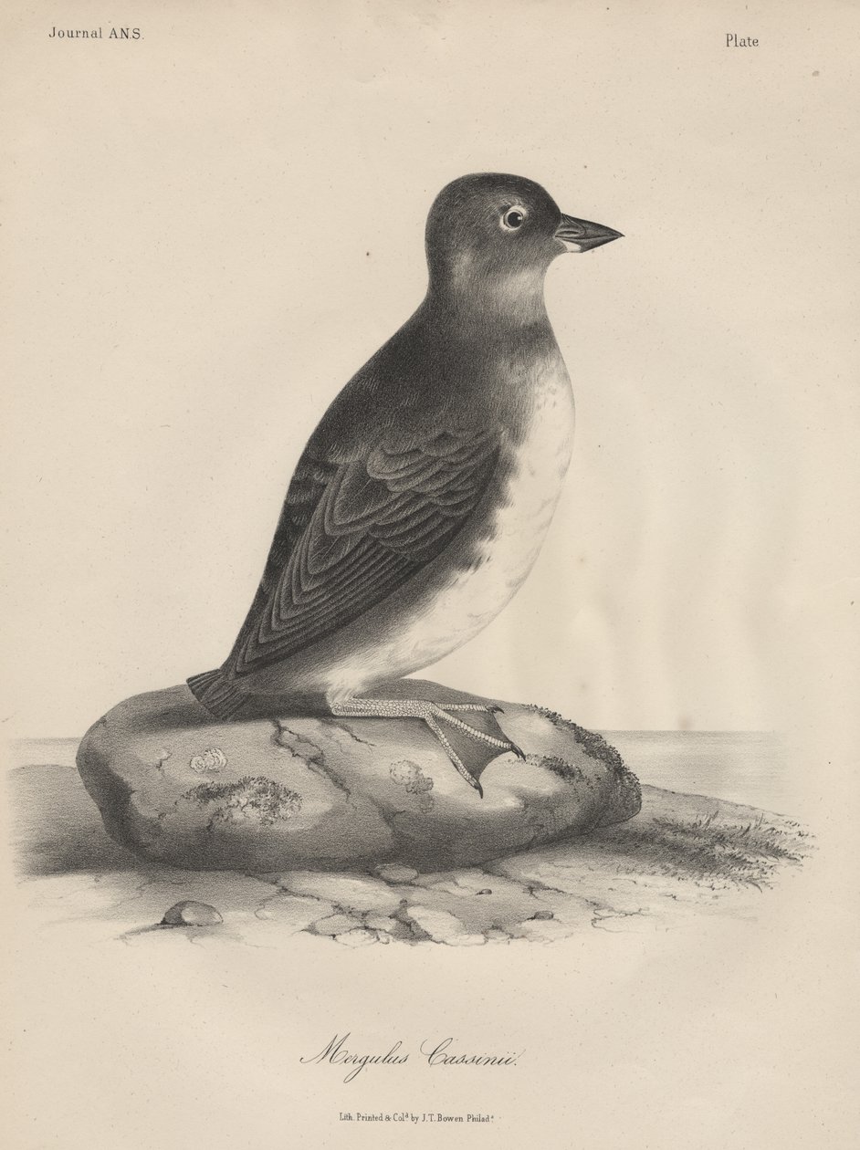 Megalus Cassinii ، litho بواسطة JT Bowen ، 1850 بواسطة وليام إي. هيتشكوك