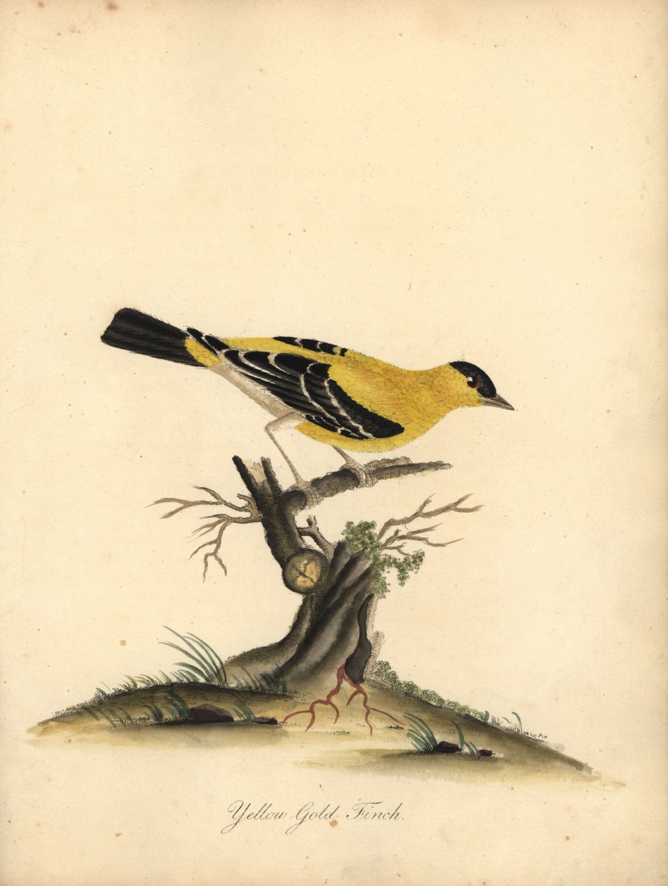طائر الحسون الأمريكي ، Carduelis tristis. (طائر الحسون الأصفر ، Fringilla tristis) نقش على لوح نحاسي ملون يدويًا لرسم إيضاحي من قبل ويليام هايز من بورتريهات الطيور النادرة والفضولية من حديقة أوسترلي بارك. بواسطة وليام هايز