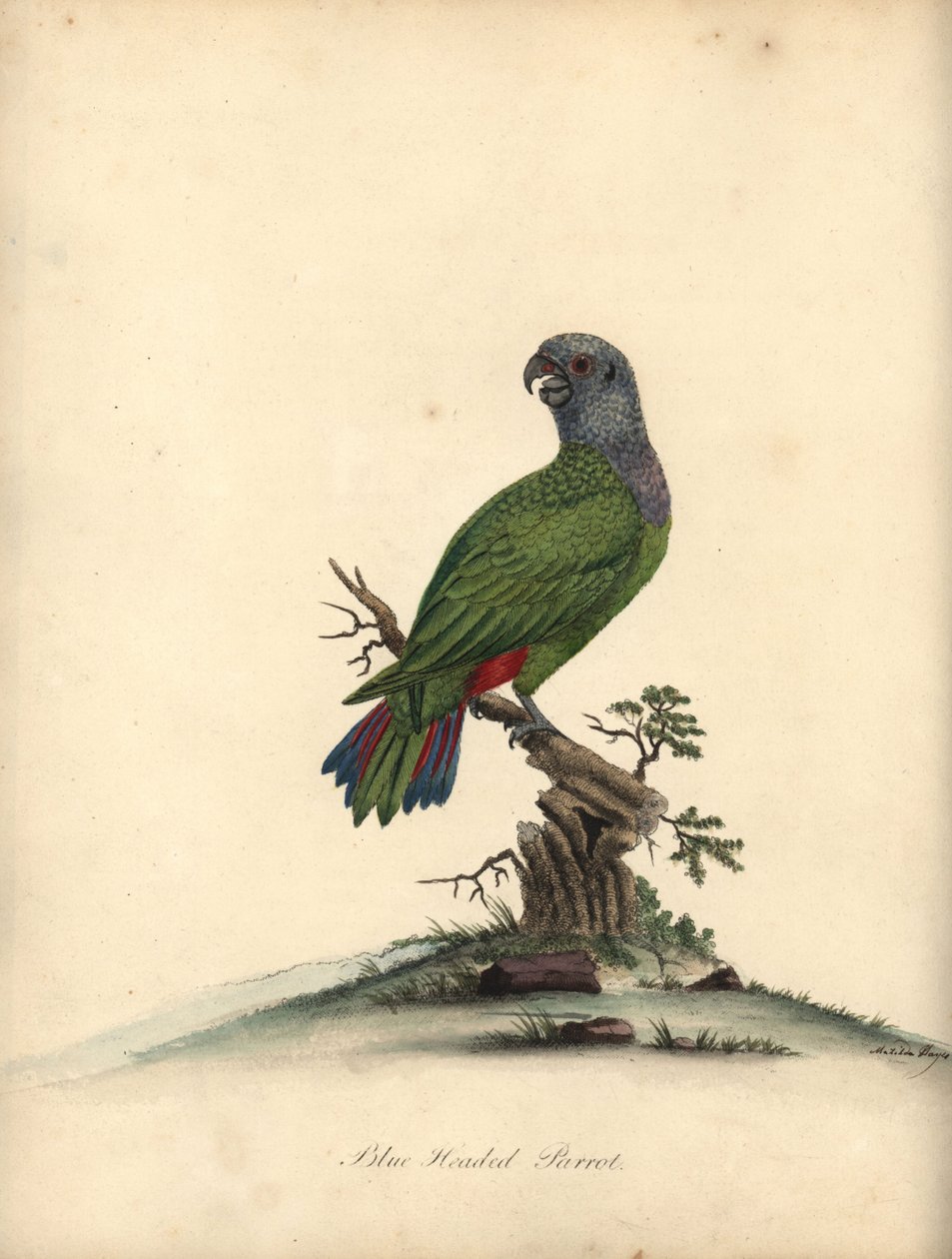 الببغاء ذو الرأس الأزرق، Pionus الحيض. (Psittacus menstruus) نقش نحاسي ملون يدويًا لرسم توضيحي لماتيلدا هايز من صور ويليام هايز للطيور النادرة والغريبة من حديقة الحيوانات في أوسترلي بارك. بواسطة وليام هايز