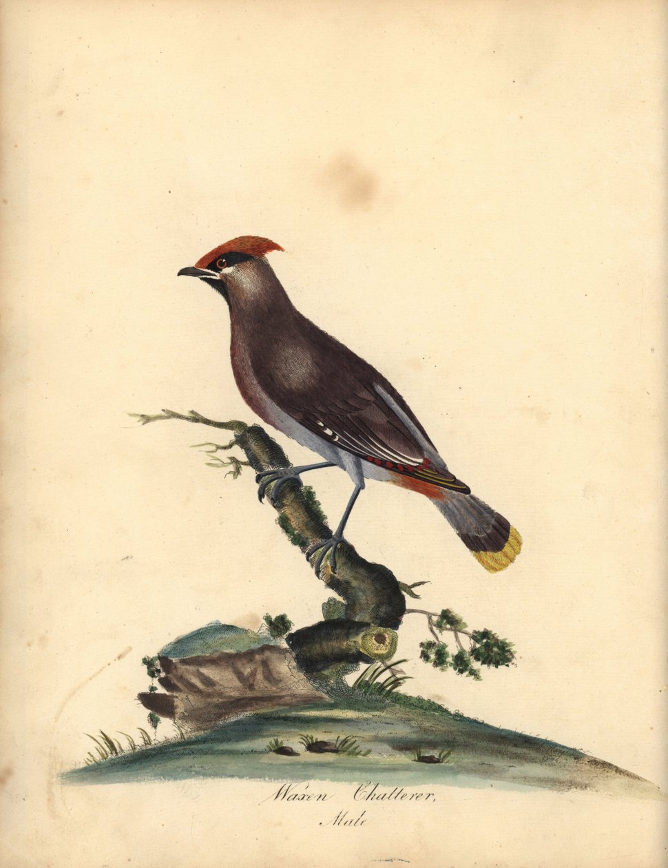 الشمع البوهيمي ، بومبييلا جارولوس. (Waxen ثرثرة ، Ampelis Garrulus) نقش على لوح نحاسي ملون يدويًا لرسم إيضاحي لـ A (Ann) Hayes من لوحات ويليام هايز لطيور نادرة وفضولية من حديقة أوسترلي بارك ، لندن: بولمر بواسطة وليام هايز
