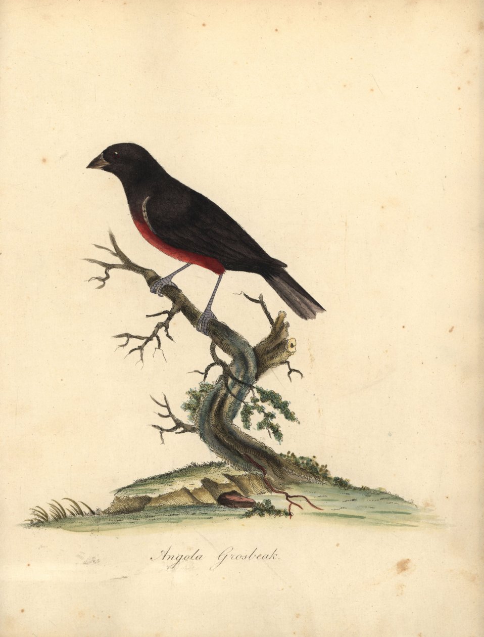 عصفور بذور الكستناء ، Oryzoborus angolensis. (أنغولا grosbeak ، Loxia angolensis) نقش على لوح نحاسي ملون يدويًا لرسم إيضاحي بقلم ويليام هايز من بورتريهات الطيور النادرة والفضولية من حديقة أوسترلي بارك ، لندن: بولمر بواسطة وليام هايز