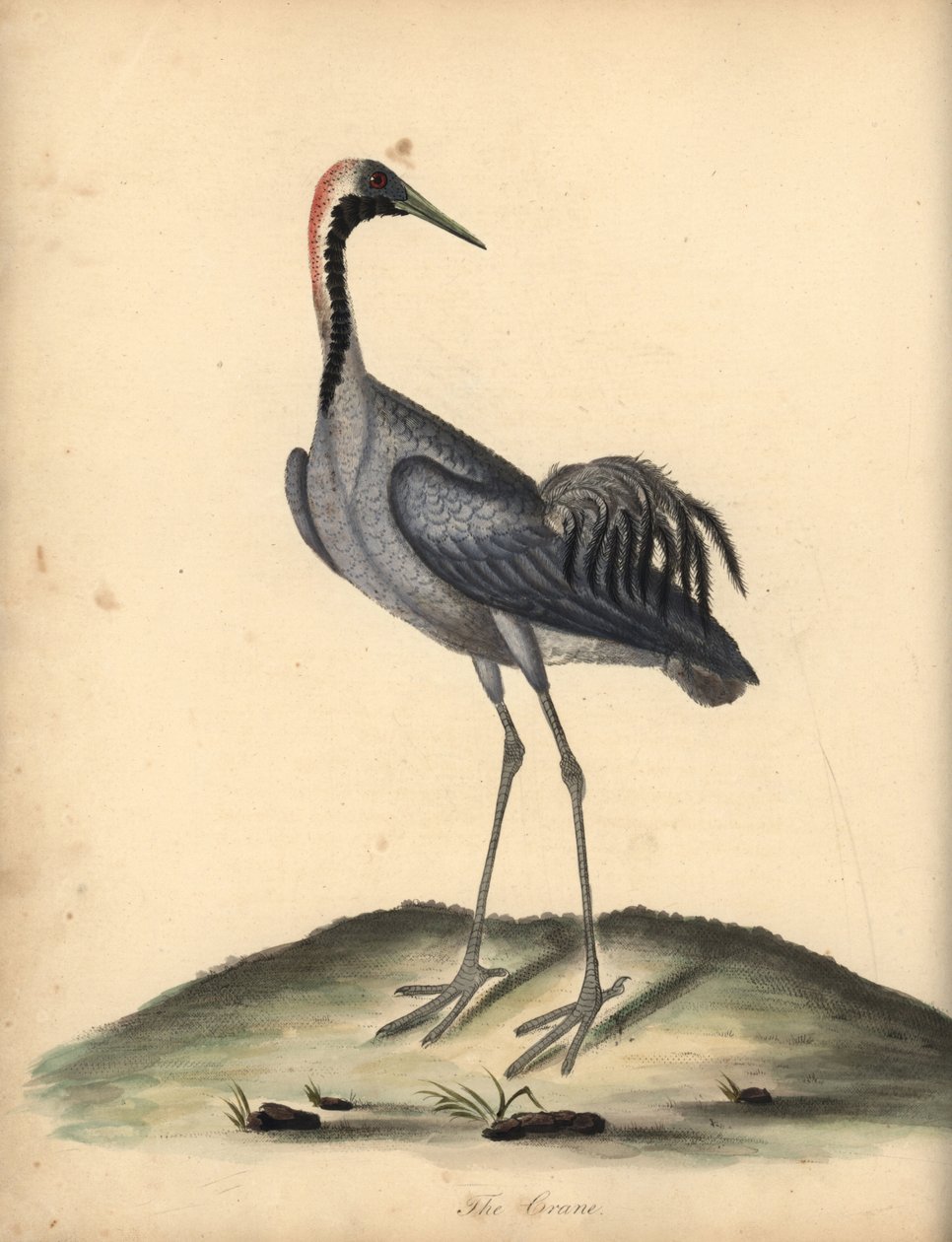رافعة عامة ، Grus grus. (Ardea grus) نقش على لوح نحاسي ملون يدويًا لرسم إيضاحي رسمه ويليام هايز من بورتريهات لطيور نادرة وفضولية من حديقة أوسترلي بارك. بواسطة وليام هايز