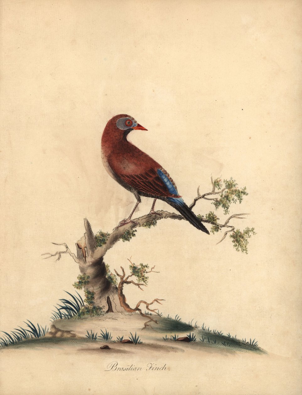 غرينادير الشائع ، Uraeginthus granatinus ، موطنه إفريقيا. (عصفور برازيلي ، Fringilla granatina) نقش على لوح نحاسي ملون يدويًا لرسم إيضاحي من قبل William Hayes من Portraits of Rare and Curious Birds من Menagery of Osterly Park ، لندن: Bu بواسطة وليام هايز
