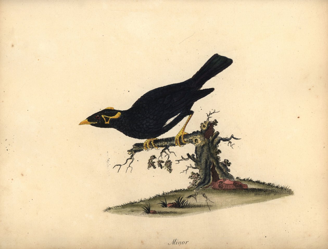 التل المشترك مينا، Gracula religiosa. (الصغرى) نقش على لوح نحاسي ملون يدويًا لرسم توضيحي لويليام هايز من صور الطيور النادرة والفضولية من حديقة الحيوانات في أوسترلي بارك (لندن: بولمر) بواسطة وليام هايز