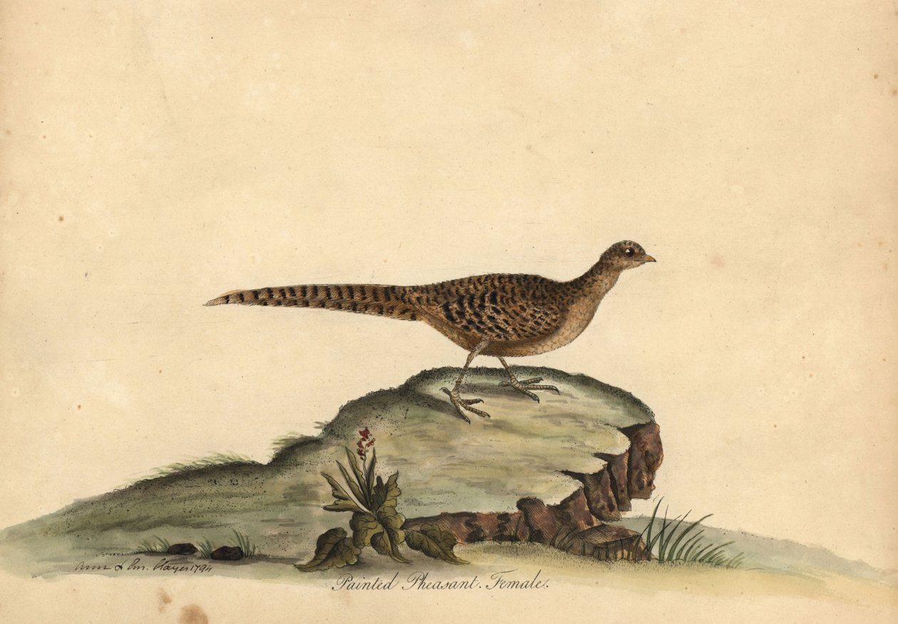 الدراج الذهبي أو الصيني، Chrysolophus pictus، أنثى. (طائر الدراج الملون، Phasianus pictus) نقش نحاسي ملون يدويًا لرسم توضيحي لآن وإيميلي هايز من صور ويليام هايز للطيور النادرة والغريبة من حديقة الحيوانات في أوسترلي بواسطة وليام هايز