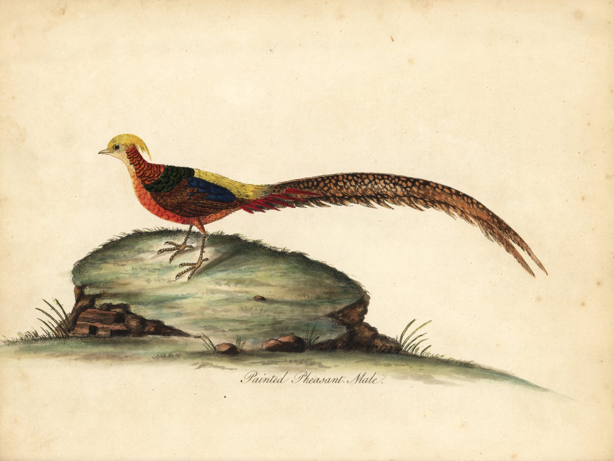 الدراج الذهبي أو الصيني ، Chrysolophus pictus ، ذكر. (الدراج الملون ، Phasianus pictus) نقش على لوح نحاسي ملون يدويًا لرسم من قبل ويليام هايز من بورتريهات الطيور النادرة والفضولية من حديقة أوسترلي بارك ، لندن: بولمر بواسطة وليام هايز