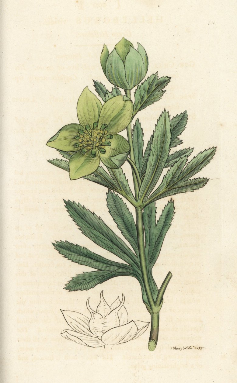 خربق أخضر ، Helleborus viridis. نقش على لوح نحاسي ملون يدويًا بواسطة James Sowerby من James Smith