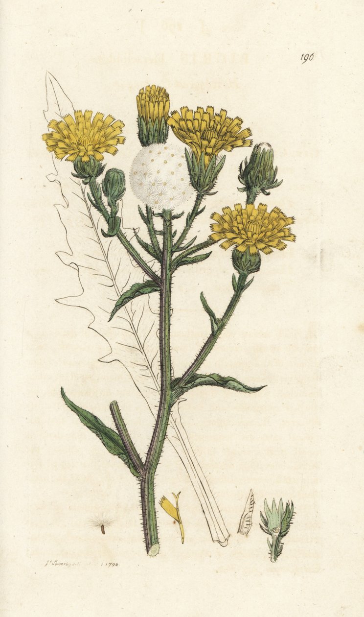 Hawkweed ox-tongue ، Picris hieracioides. نقش على لوح نحاسي ملون يدويًا بواسطة James Sowerby من James Smith