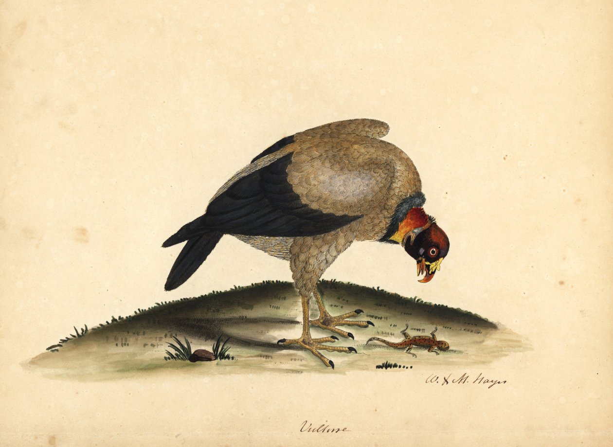 نسر الملك ، Sarcoramphus papa (Vultur papa). نقش على لوح نحاسي ملون يدويًا لرسم إيضاحي رسمه ويليام هايز وابنته إم (ماتيلدا) من بورتريهات الطيور النادرة والفضولية من حديقة أوسترلي بارك. بواسطة وليام هايز