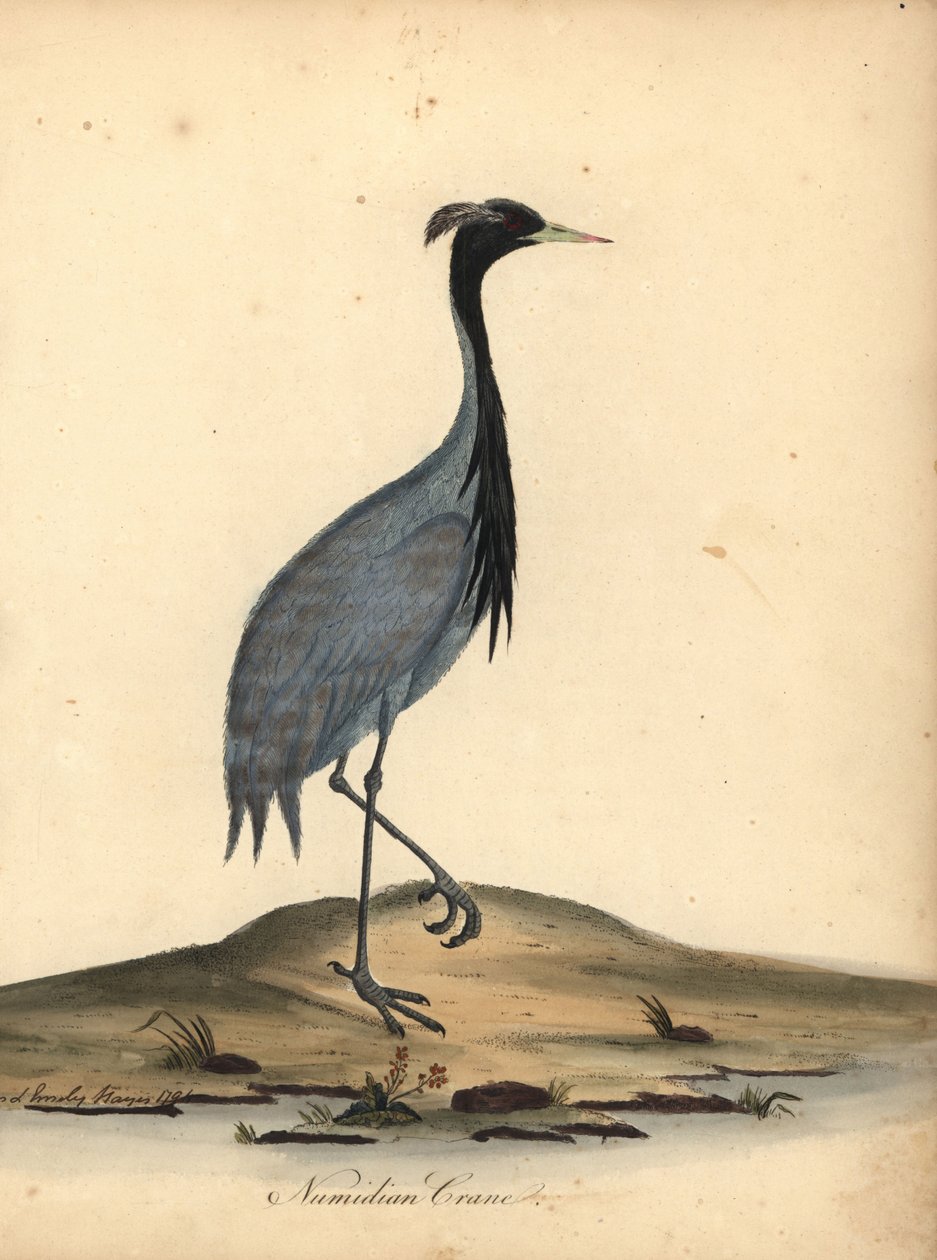 رافعة Mademoiselle ، برج العذراء Anthropoides (رافعة نوميدية ، Ardea virgo). نقش على لوح نحاسي ملون يدويًا لرسم إيضاحي من قبل آن وإميلي هايز من لوحات ويليام هايز لطيور نادرة وفضولية من حديقة أوسترلي بارك. بواسطة وليام هايز