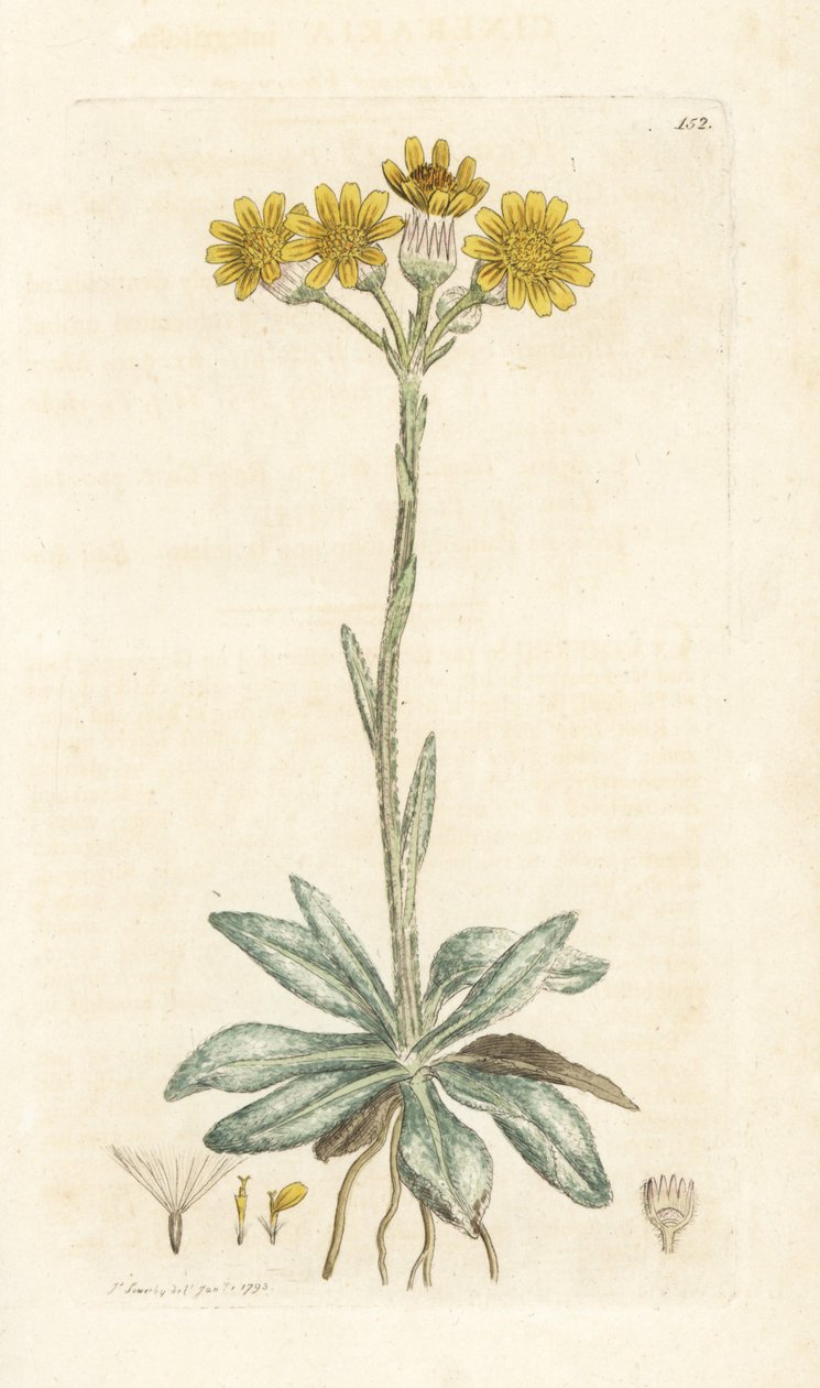 نبات البرغوث الجبلي ، Tephroseris Integreifolia (Cineraria Integrifolia). نقش على لوح نحاسي ملون يدويًا بواسطة James Sowerby من James Smith