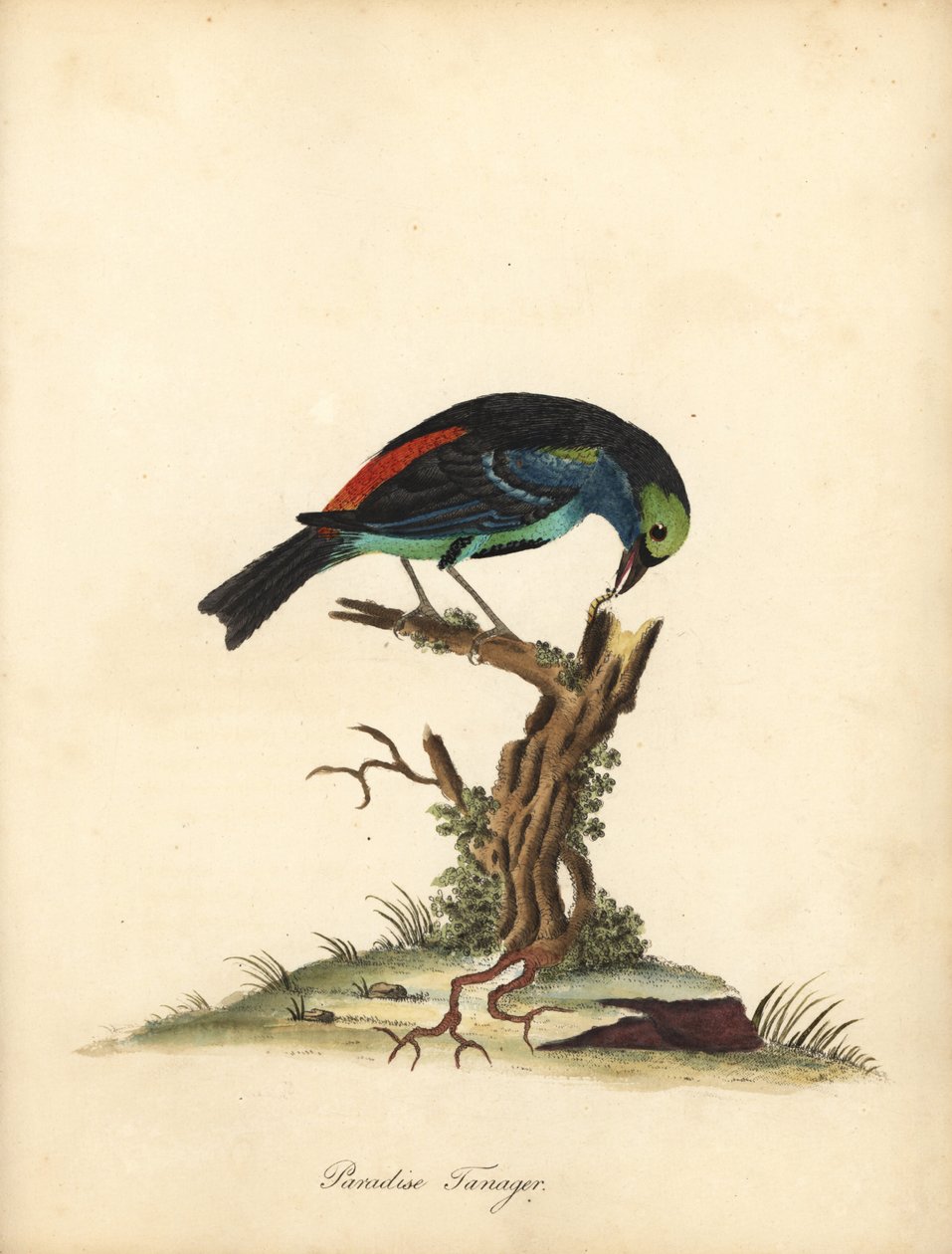 طائر الجنة ، Tangara chilensis. (تاناغرا تاتاو) نقش على لوح نحاسي ملون يدويًا لرسم إيضاحي رسمه ويليام هايز من بورتريهات لطيور نادرة وفضولية من حديقة أوسترلي بارك (لندن: بولمر) بواسطة وليام هايز
