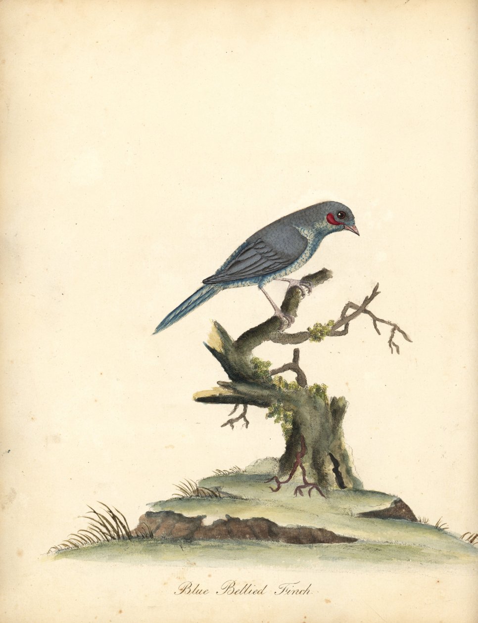 كوردونبلو أحمر الخدود ، Uraeginthus bengalus. (عصفور ذو بطن أزرق ، Fringilla benghalus.) نقش على لوح نحاسي ملون يدويًا لرسم إيضاحي بقلم ويليام هايز من بورتريهات الطيور النادرة والفضولية من حديقة أوسترلي بارك (لندن: بولمر) بواسطة وليام هايز