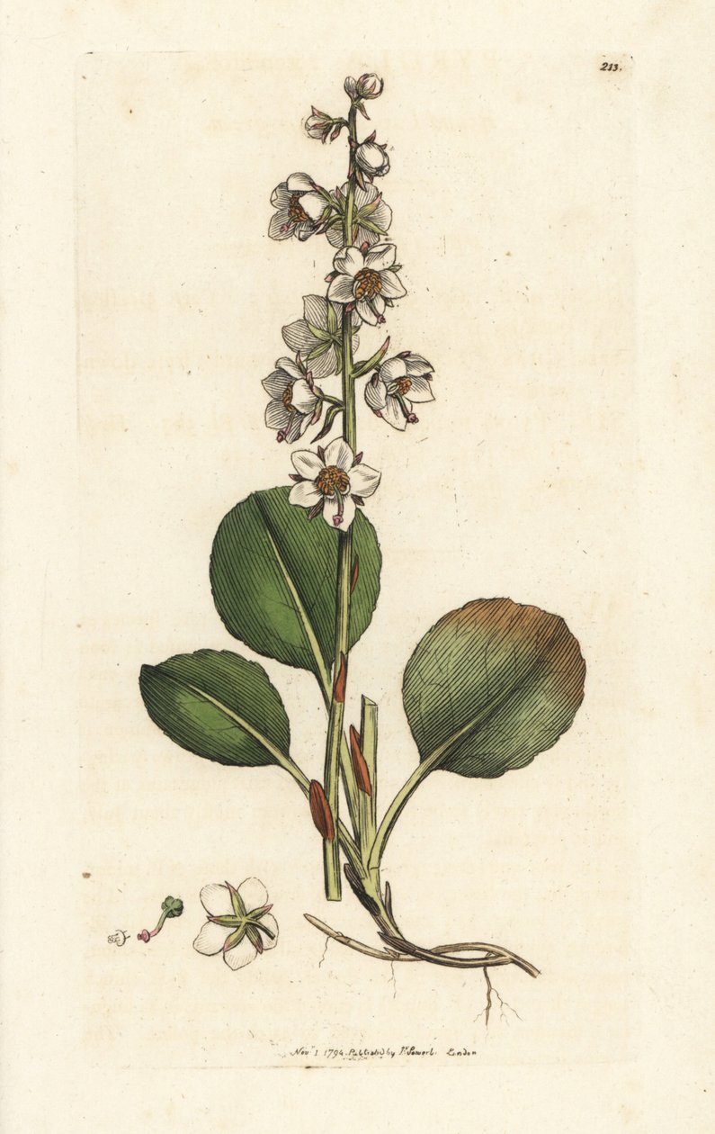أوراق شتوية مستديرة الأوراق ، Pyrola rotundifolia. نقش على لوح نحاسي ملون يدويًا بواسطة James Sowerby من James Smith