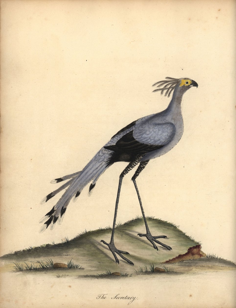الأمين الطائر ، القوس الثعبان. مُعَرَّض. (Falco Serpentarius) نقش على لوح نحاسي ملون يدويًا لرسم إيضاحي رسمه ويليام هايز من بورتريهات الطيور النادرة والفضولية من حديقة أوسترلي بارك. بواسطة وليام هايز