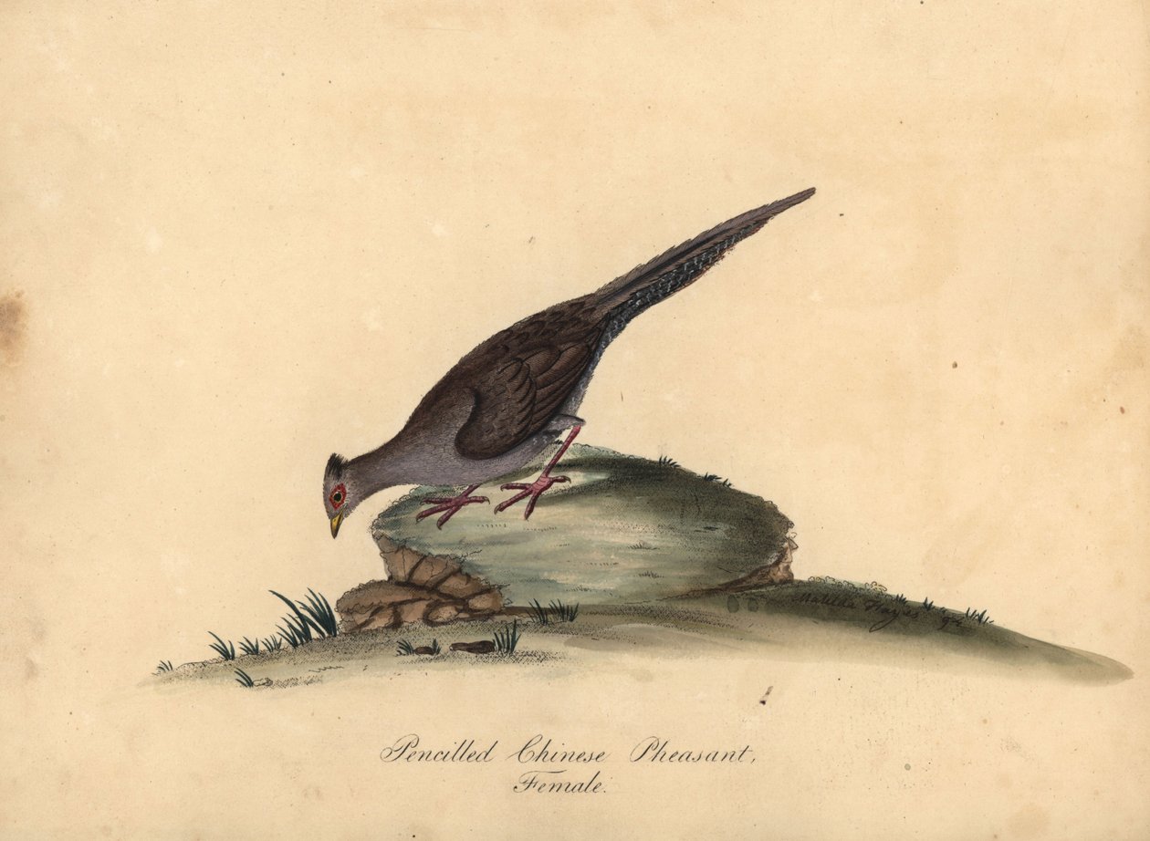 الدراج الفضي ، Lophura nycthemera ، أنثى. (الدراج الصيني المرقط ، Phasianus nycthemerus) نقش على لوح نحاسي ملون يدويًا لرسم إيضاحي ماتيلدا هايز من صور ويليام هايز لطيور نادرة وفضولية من حديقة أوسترلي بارك ، بواسطة وليام هايز