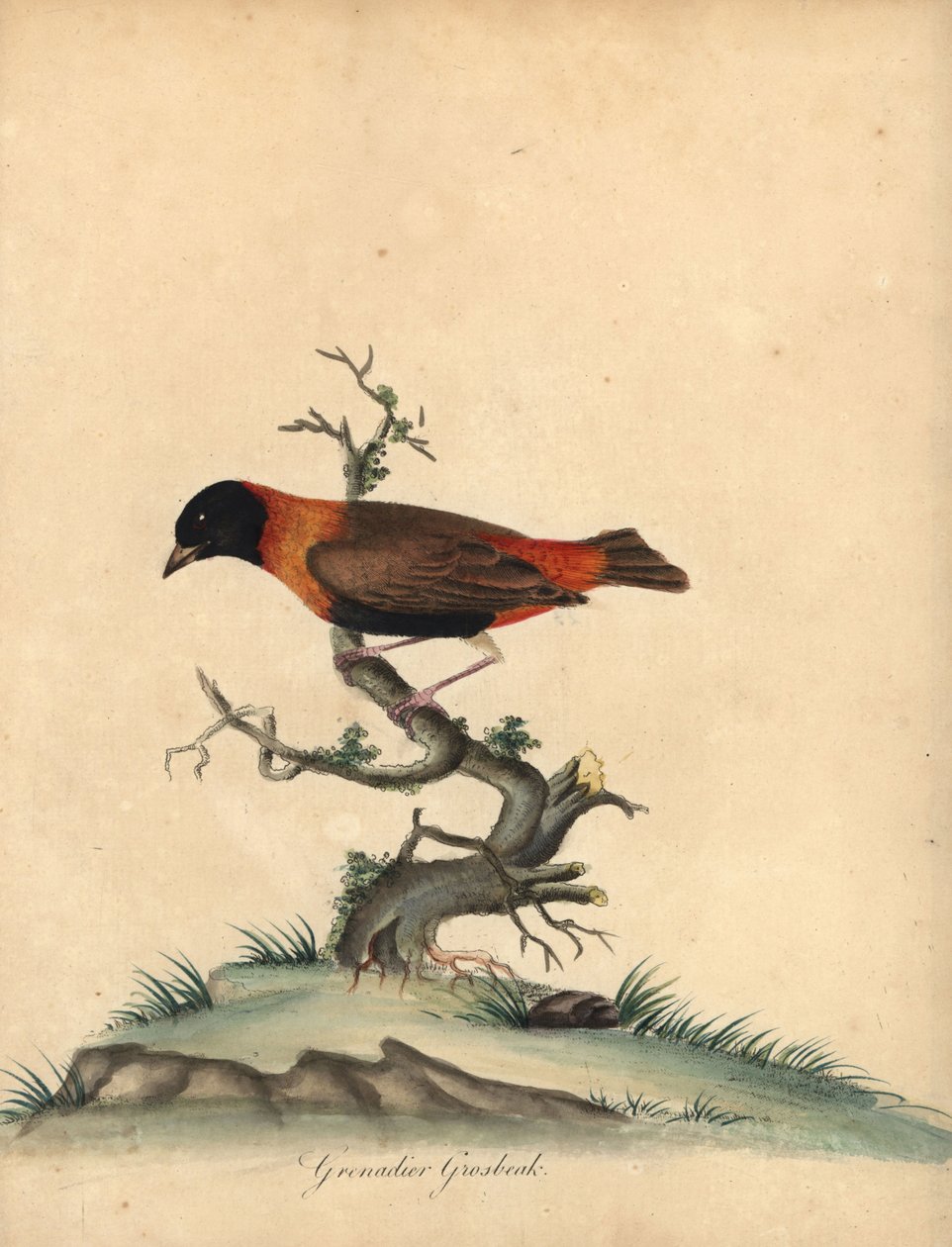 المطران الأحمر الجنوبي ، Euplectes orix. (Grenadier grosbeak، Loxia orix) نقش على لوح نحاسي ملون يدويًا لرسم إيضاحي بقلم ويليام هايز من بورتريهات الطيور النادرة والفضولية من حديقة أوسترلي بارك ، لندن: بولمر بواسطة وليام هايز