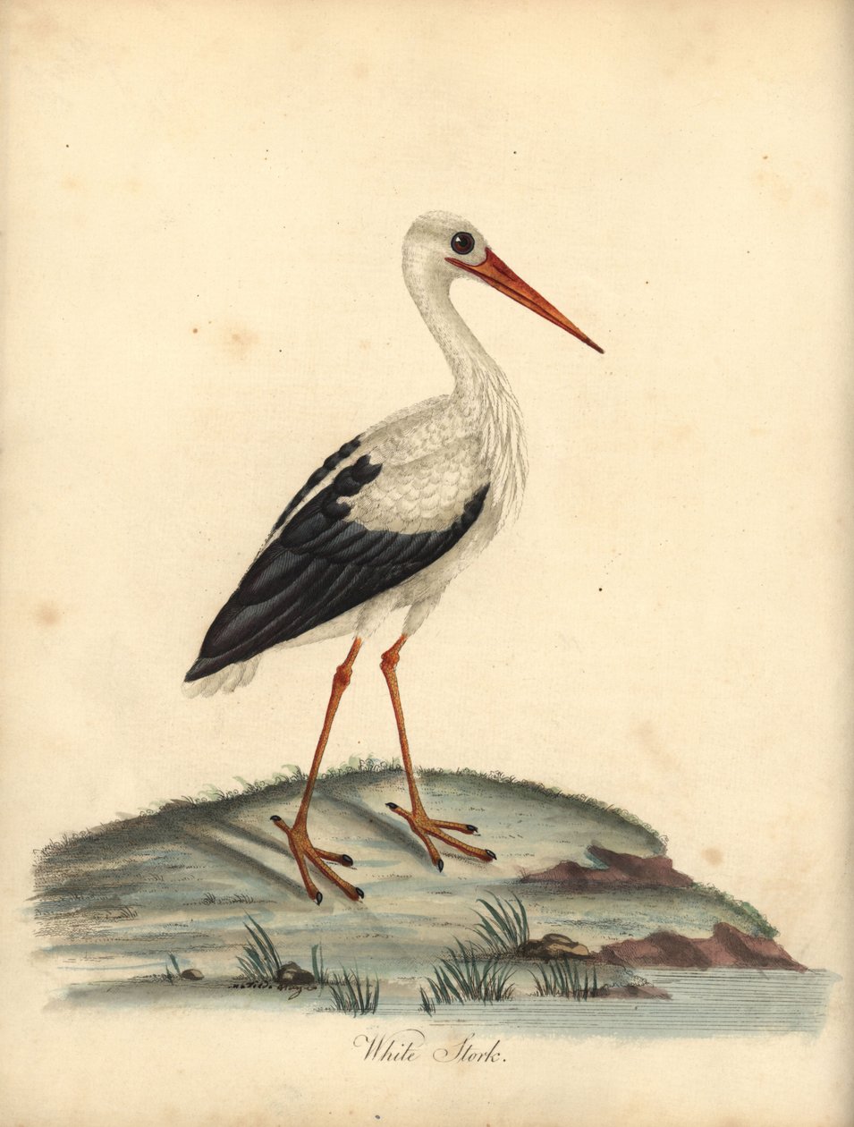 اللقلق الأبيض ، Ciconia ciconia. (Ardea ciconia) نقش على لوح نحاسي ملون يدويًا لرسم إيضاحي رسمه ويليام هايز وماتيلدا هايز من لوحات ويليام هايز لطيور نادرة وفضولية من حديقة أوسترلي بارك ، لندن: بولمر بواسطة وليام هايز