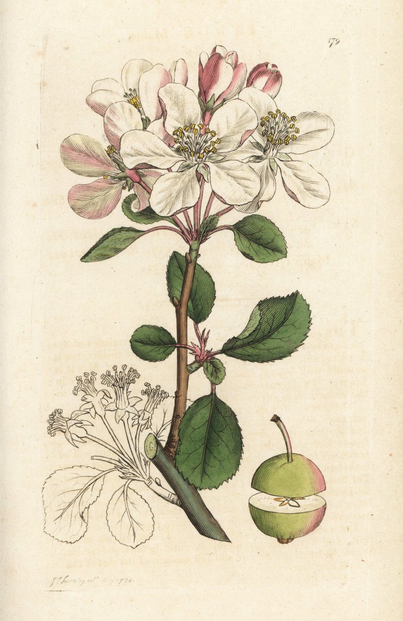 التفاح البري أو كرابتري ، Malus domestica (Pyrus malus). نقش على لوح نحاسي ملون يدويًا بواسطة James Sowerby من James Smith