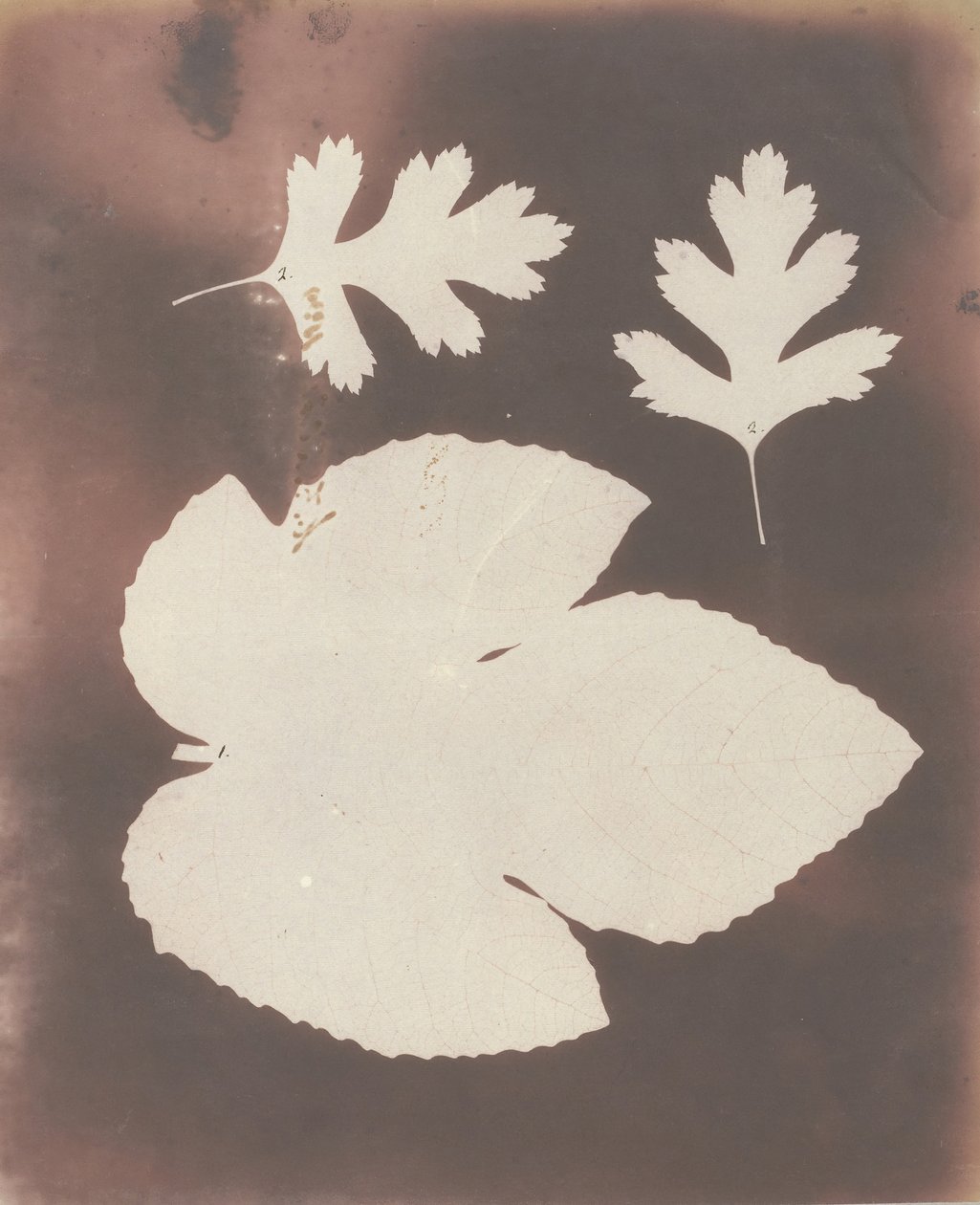 1. ورقة التين. 2. White Thorn Leaf ، 1839. بواسطة وليام هنري فوكس تالبوت