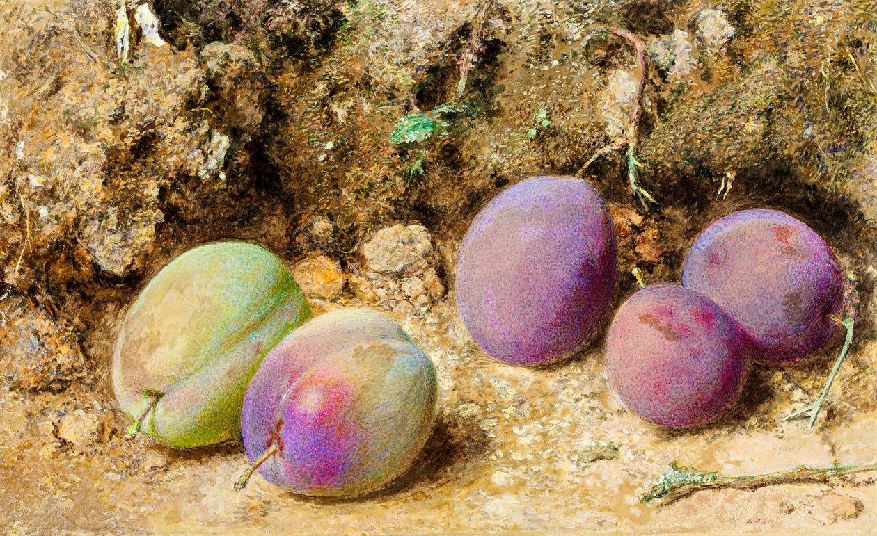 الخوخ الناضج وغير الناضج ، 1860 (مرحاض على البطاقة) بواسطة وليام هنري هنت