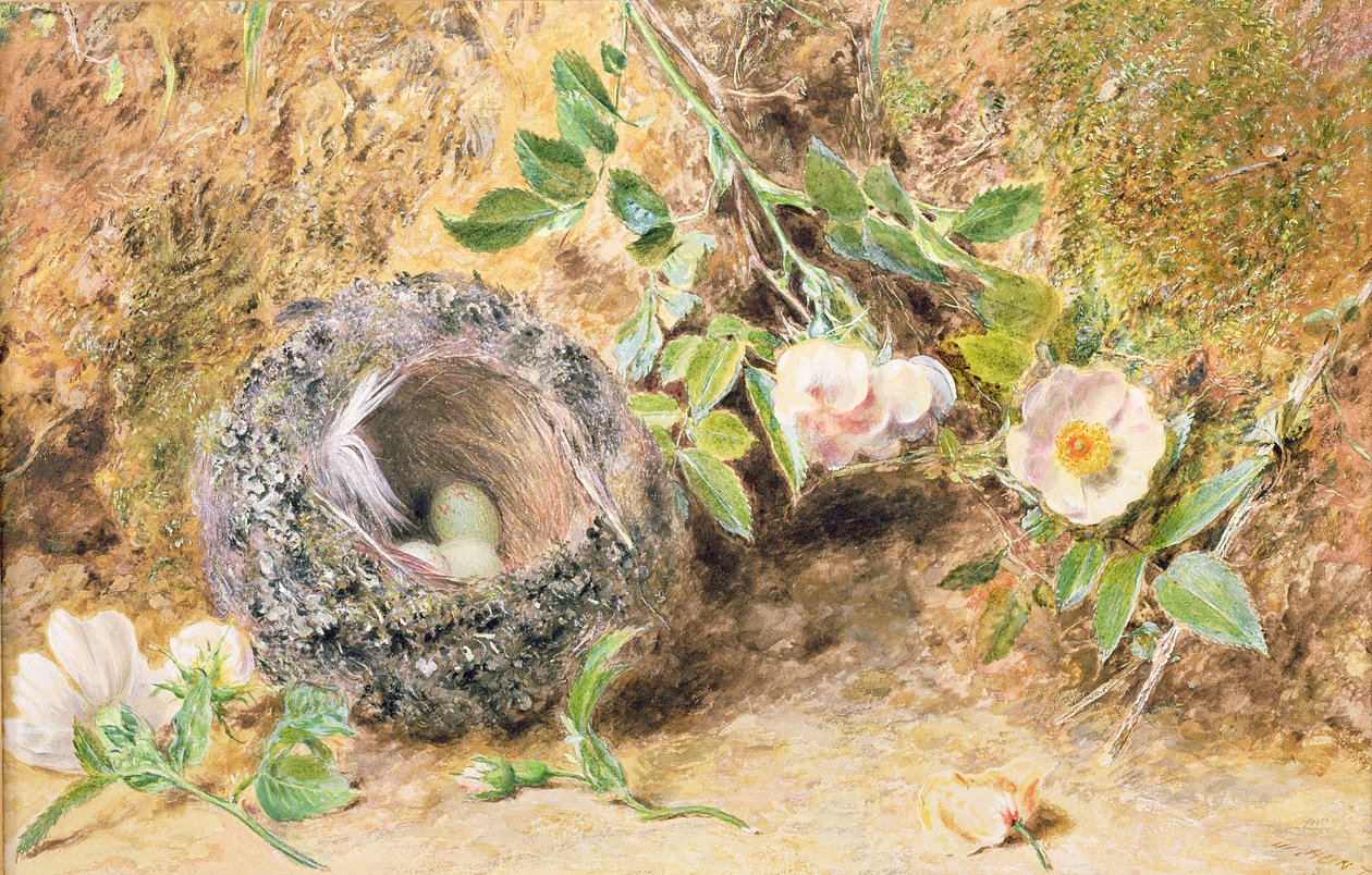 لا تزال الحياة مع عش Chaffinch بواسطة وليام هنري هنت