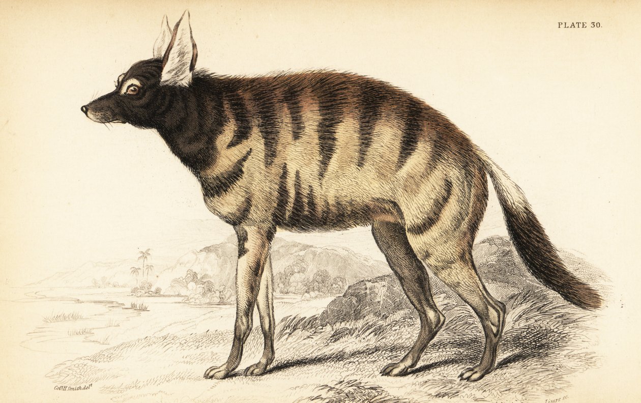 Aardwolf ، Proteles crested (Proteles Lalandiae ، Vlverra hyaenoides) بواسطة وليام هوم ليزارس