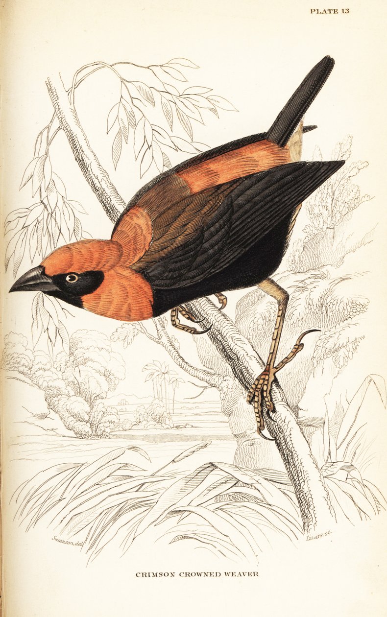 أسقف أحمر ذو أجنحة سوداء ، Euplectes hordeaceus (الحائك القرمزي المتوج ، Euplectes flammiceps) بواسطة وليام هوم ليزارس