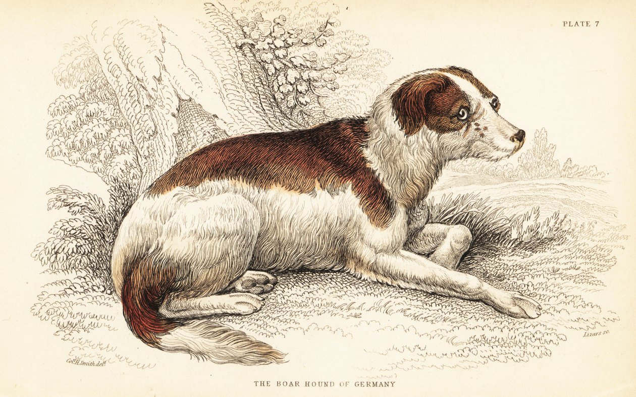 كلب الخنزير من ألمانيا ، Canis lupus مألوف (Canis suillus) بواسطة وليام هوم ليزارس
