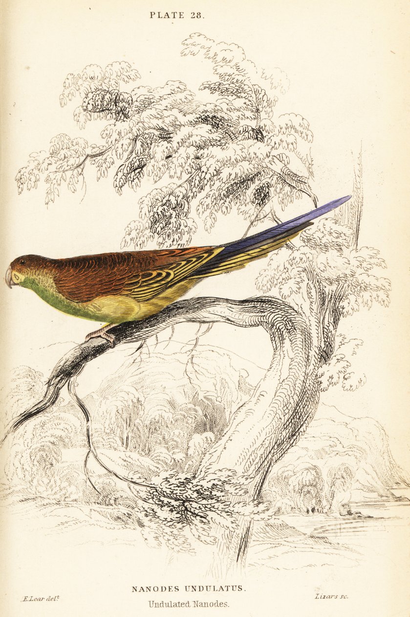الببغاء ، Melopsittacus undulatus بواسطة وليام هوم ليزارس