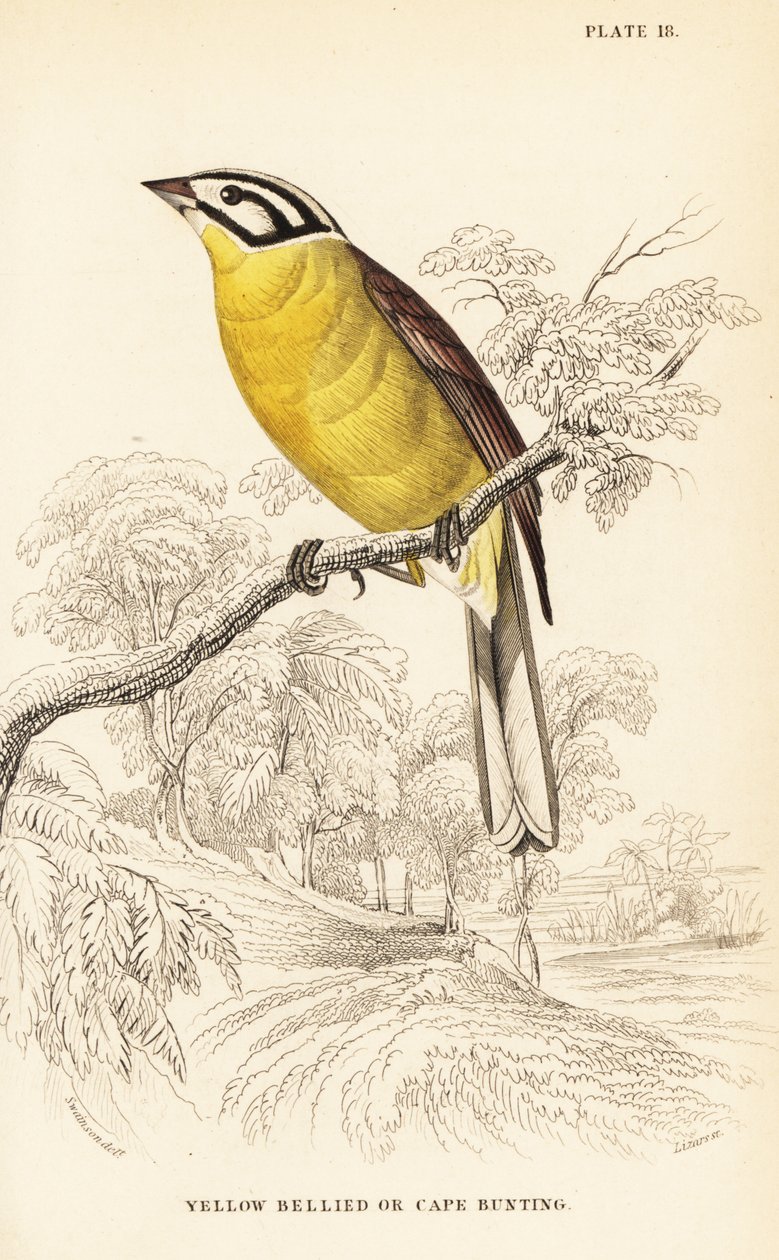 درسة الرأس ، Emberiza capensis (درسة صفراء البطن ، Fringillaria capensis) بواسطة وليام هوم ليزارس