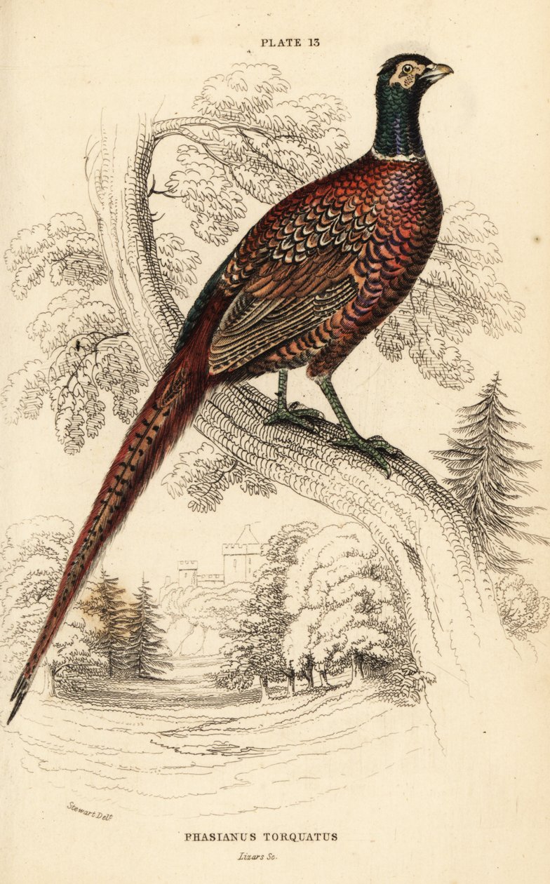 الدراج الشائع (حلقة العنق) ، Phasianus colchicus torquatus (Phasianus torquatus) بواسطة وليام هوم ليزارس