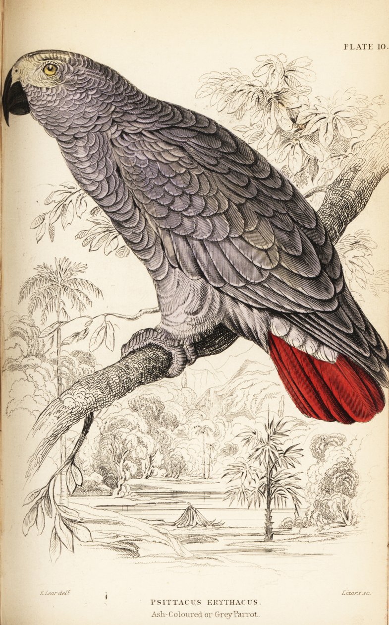ببغاء الكونغو الرمادي ، Psittacus erithacus بواسطة وليام هوم ليزارس