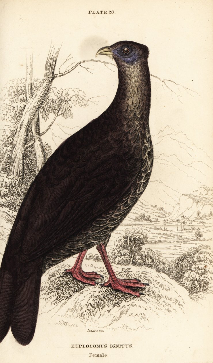 ذبابة متوج ، Lophura ignita ، أنثى (The Macartney cock ، Euplocomus ignitus) بواسطة وليام هوم ليزارس
