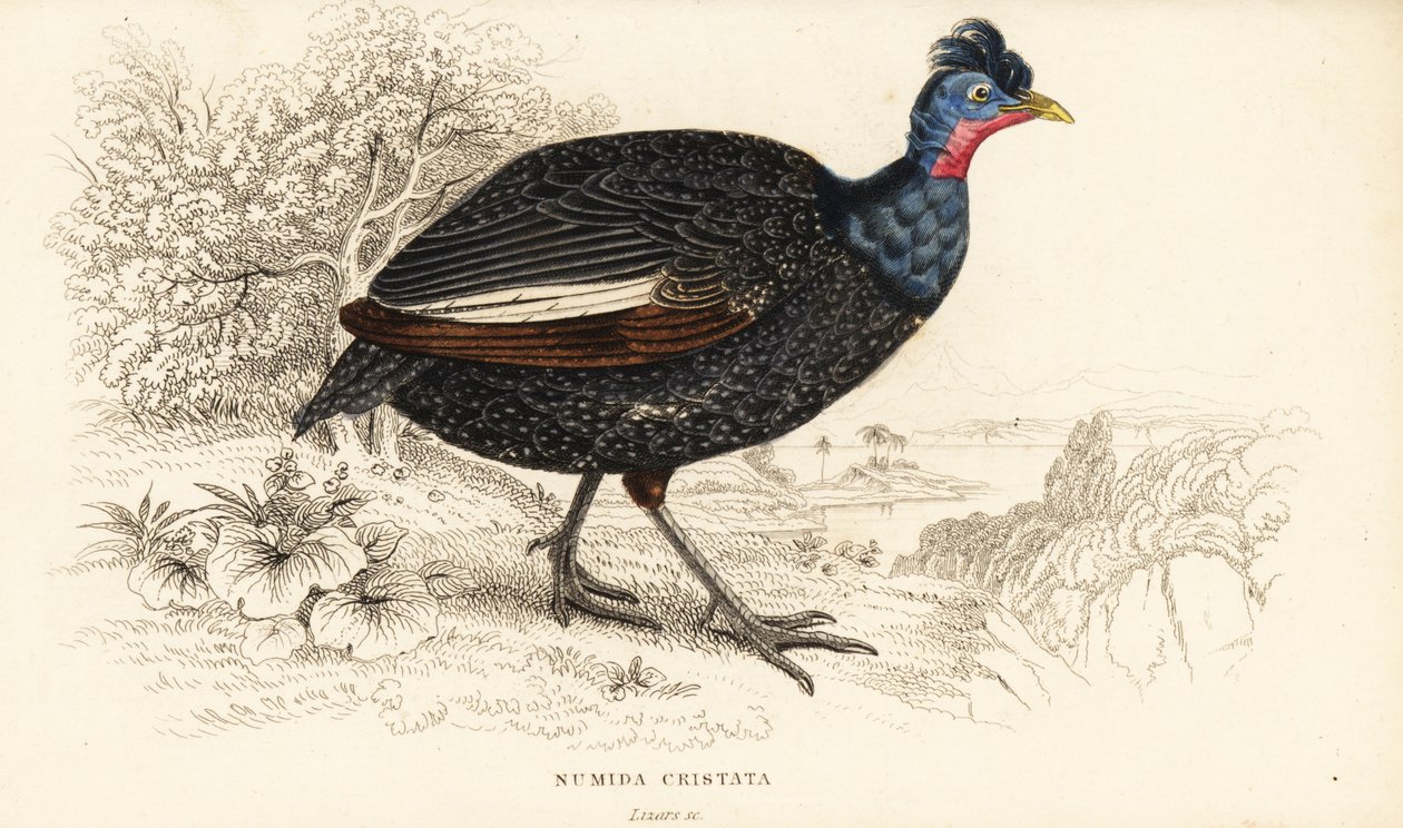 طائر غينيا المتوج ، Guttera pucherani (Numida cristata) بواسطة وليام هوم ليزارس