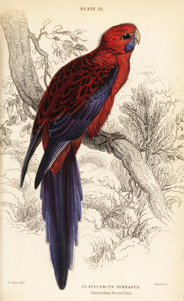 قرمزي روزيلا ، Platycercus elegans بواسطة وليام هوم ليزارس