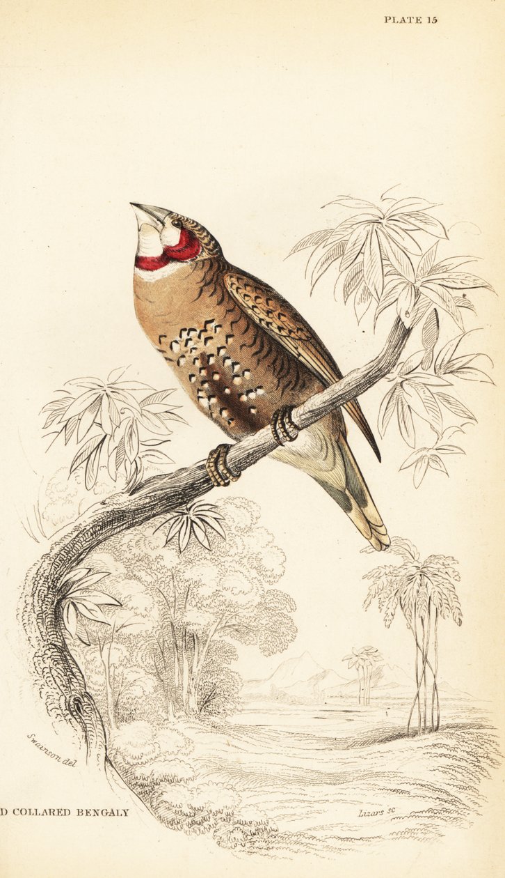 قصور الحلق أو عصفور الشريط ، Amadina fasciata بواسطة وليام هوم ليزارس