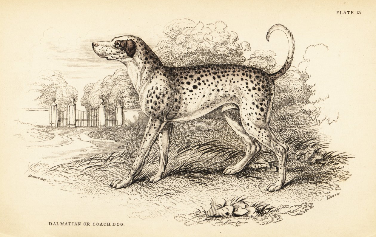 كلب دلماسي أو كلب مدرب ، Canis lupus مألوف بواسطة وليام هوم ليزارس