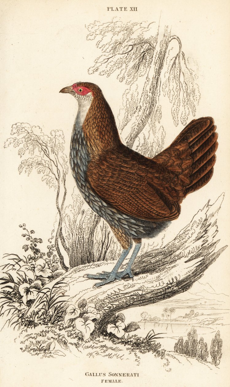 أنثى طائر الأدغال الرمادي أو طائر غابة Sonnerat ، Gallus sonneratii (Gallus sonnerati) بواسطة وليام هوم ليزارس