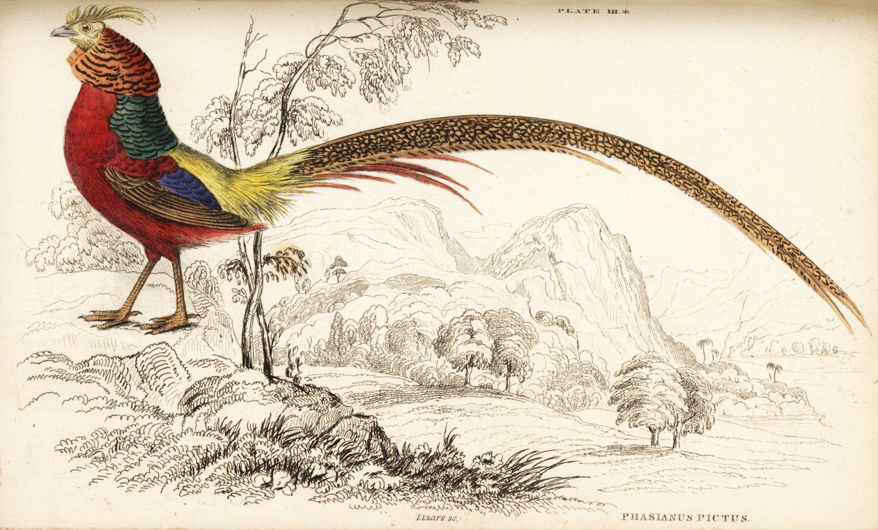 الدراج الذهبي أو الدراج الصيني ، Chrysolophus pictus (Phasianus pictus) بواسطة وليام هوم ليزارس