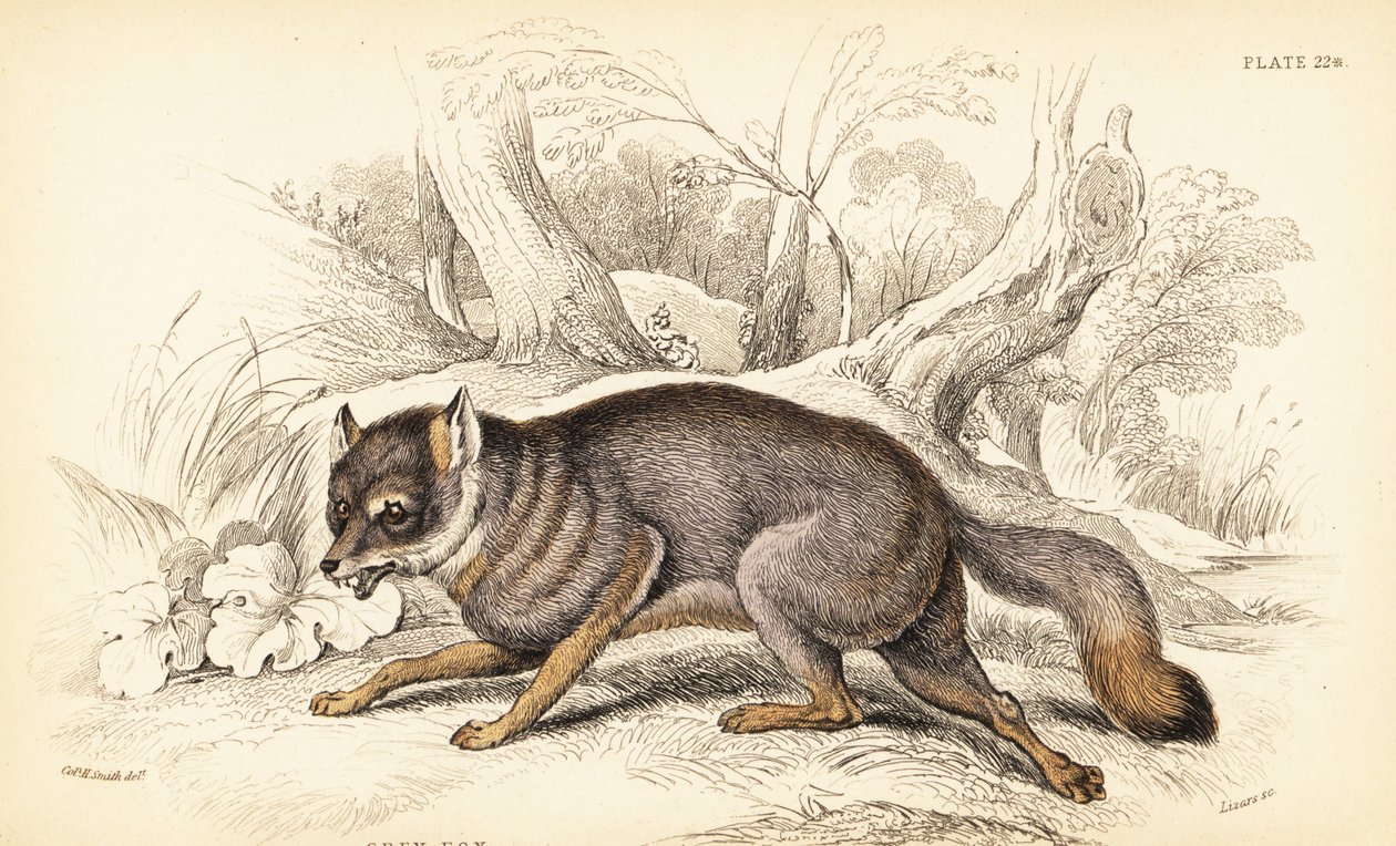 الثعلب الرمادي أو الثعلب الرمادي ، Urocyon cinereoargenteus (Vulpes cinereus) بواسطة وليام هوم ليزارس
