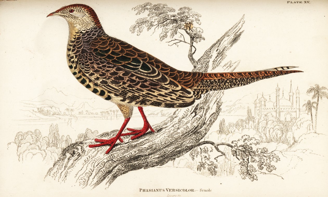 الدراج الأخضر أو الدراج الأخضر الياباني ، أنثى ، Phasianus versicolor بواسطة وليام هوم ليزارس
