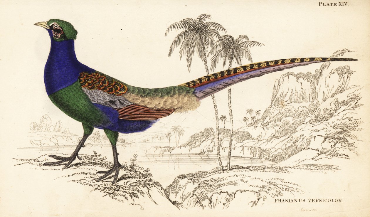 الدراج الأخضر أو الدراج الأخضر الياباني ، ذكر ، Phasianus versicolor بواسطة وليام هوم ليزارس
