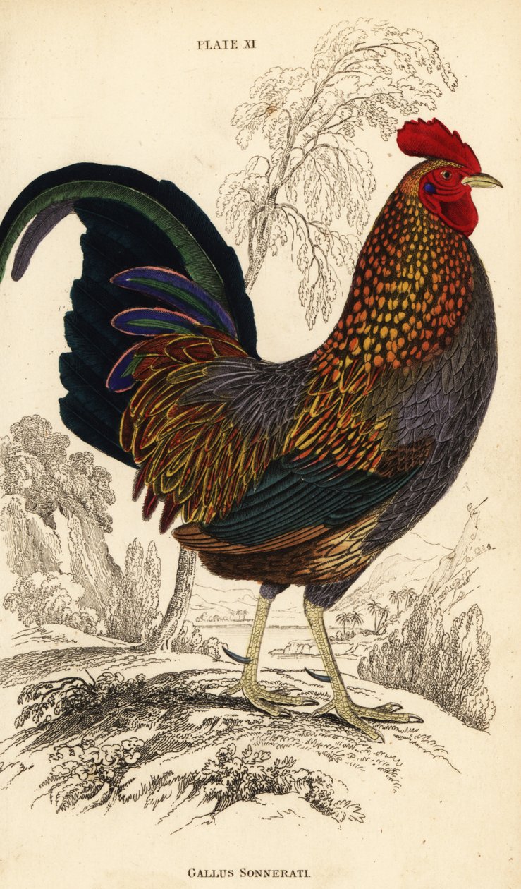 دجاج الأدغال الرمادي أو دجاج الأدغال سونيرات ، جالوس سونيراتي (جالوس سونيراتي) بواسطة وليام هوم ليزارس