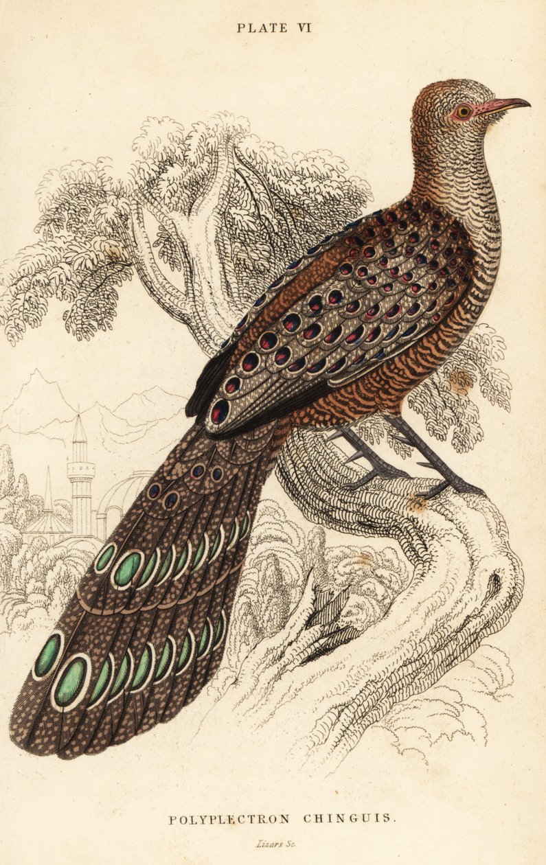 الطاووس الرمادي أو الدراج البورمي ، Polyplectron bicalcaratum بواسطة وليام هوم ليزارس